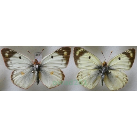 Colias hyale (Linnaeus, 1758) pair Szlaczkoń siarecznik Poland40f